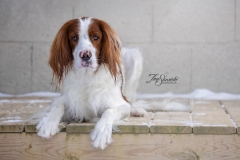 Irish Setter Ciaran