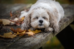 Christie the Shih Tzu