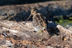 Wilson's Snipe 1