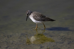 Lesser Yellowlegs 2