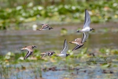 Flying Killdeer