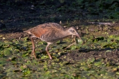 Virginia Rail 3