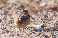 American Woodcock 3