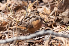 American Woodcock