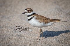 Killdeer 1