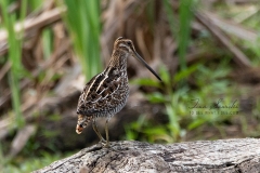 Wilson's Snipe 9