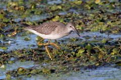 Lesser Yellowlegs 3