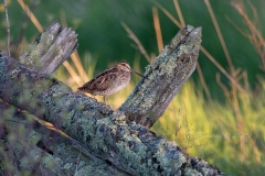 Wilson's Snipe 8