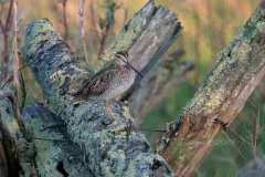 Wilson's Snipe 7