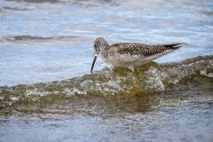 Yellowlegs