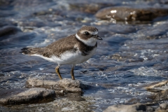 Semipalmated-PLOVER