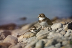 EMIPALMATED-PLOVERS