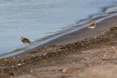 LEAST-SANDPIPERS