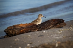 LEAST SANDPIPER