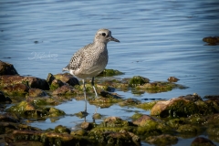 SINGLE-GOLDEN PLOVER