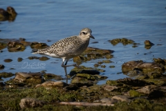 AMERICAN-GOLDEN-PLOVER