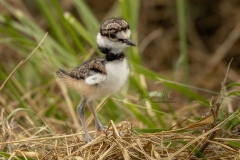 Tuxedo Killdeer Chick