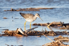 Greater Yellowlegs 4