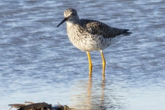 Greater Yellowlegs 2