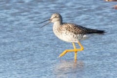 Greater Yellowlegs