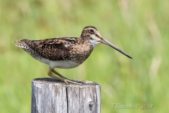 Wilson's Snipe 3