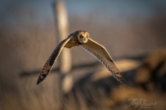 Short-Eared Owl 2