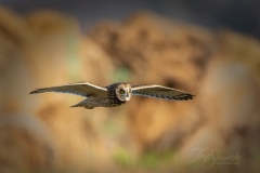 Short-Eared Owl 3