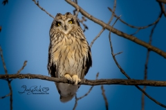 Short-Eared Owl 5