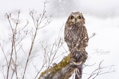 Short-Eared Owl 9