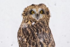 Short-Eared Owl 7