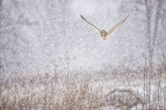 Short-Eared Owl 10