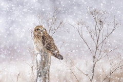 Short-Eared Owl 11