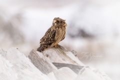 Short-Eared Owl 13
