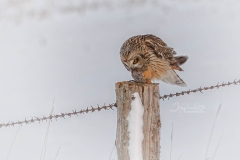 SEO-MUNCHING