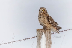 SEO-UP-VOLE