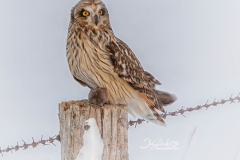PORTRAIT-SEO-POST-VOLE