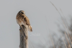 SHORTIE-STUMP2