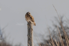 SHORTIE-STUMP