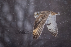 Short-Eared Owl 12