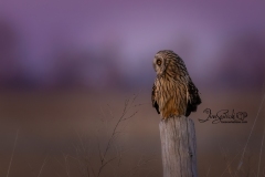 Short-Eared Owl 25