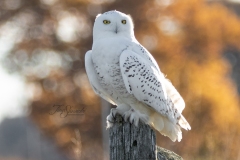 Snowy Owl 6