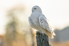 Snowy Owl 4