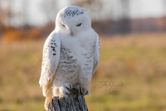 Snowy Owl 5