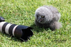 071A0933-owletwithcamera