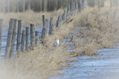 Snowy Owl 8