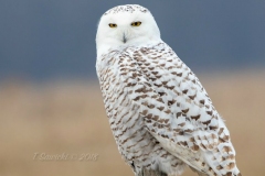 Snowy Owl 10