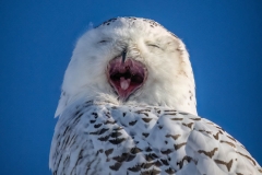 SNOWY OWL YAWN