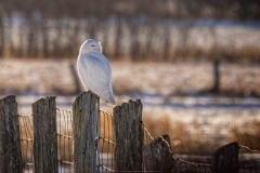MALE SNOWY ON FENCE