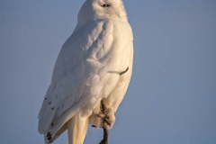 MALE SNOWY IN SUN