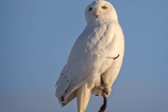 MALE SNOWY STARING